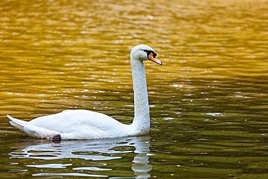育碧竞速游戏《飙酷车神：轰鸣盛典》开启免费试玩周末